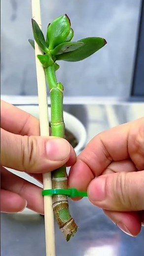 How to Propagate Jade Plant from Cuttings: Step-by-Step Guide