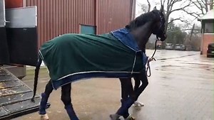 Die Hengste sind da 🤩 Die ersten Kandidaten für die Sportprüfung in Münster-Handorf sind eingetroffen. Diese ist Teil der Hengstleistungsprüfung, bei der sich vier- und fünfjährige Vererber nicht nur an der Hand, sondern auch unter dem Sattel präsentieren. Morgen werden die Hengste von ihren eigenen Reitern vorgestellt, ab 9 Uhr im freien Training, ab 13.15 Uhr in einer altersgemäßen Standardaufgabe. Die Starterlisten gibt es unter www.hengstleistungspruefung.de/pruefungen/laufende-pruefungen, 