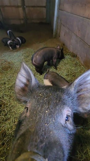 Got Some Show Piglets Avaliable In Klamath County Oregon.