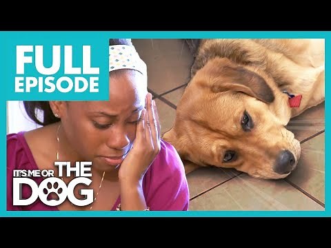 Neglected Puppy is left Home Alone ALL DAY! | Full Episode USA