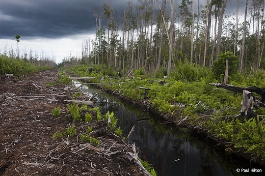 Threats to Orangutans - Orangutan Conservancy