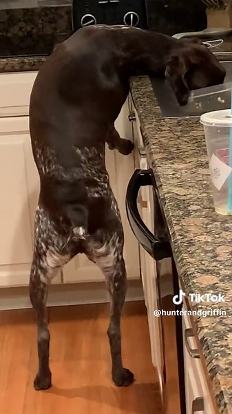 Training Tips for Bad Dogs: Hunter and Griffin