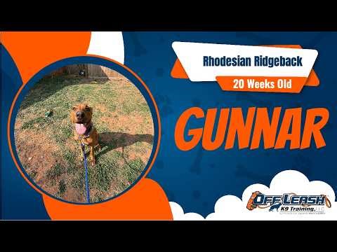 Gunnar's Transformation Video