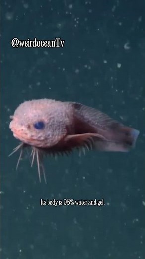 Fish that turns to glue once brought out from water