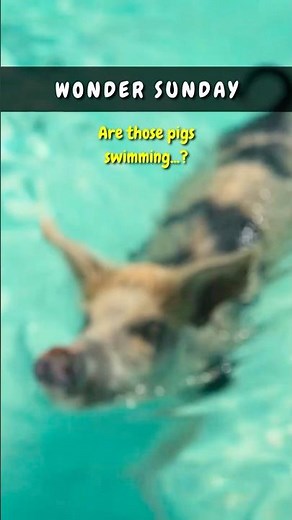 🐷 The Beach Where Pigs Swim... | GWT Wonder Sunday 🌎#shorts