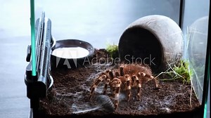 Feeding of spider injecting venom into a madagascar cockroach in a terrarium close-up, timelapse. Acanthoscurria geniculata. Phobia concept. Toxic poison. Brazilian large size tropical animals. 4k