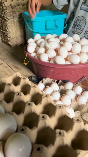 Syarug mahutdan ug sud an🤣🤣 @highlight #layerfarming #farmingislife #itlog | Dianne Dante