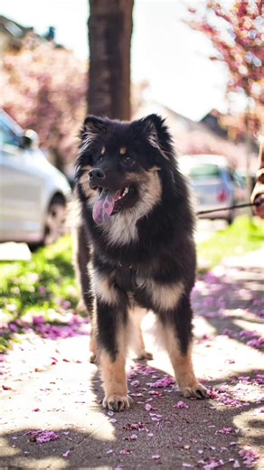 Sansa in Bielefeld🐶🌸 mit der Insta360 ACE PRO2. *anzeige #hundeliebe #eurasier #kirschblüten #bielefeld #insta360x5