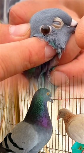 Pigeon treatment.#kabootar #pigeonlaver #birds #short video