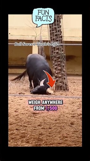 The Gentle Giant: Bull Rescues a Stranded Turtle❤️😇 #wholesomeanimals