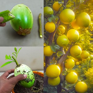 59K views · 793 reactions | How to propagate lemon tree from eggplant///Lemon tree cuttings easy method | Rana Craft | Facebook
