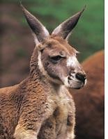 What are kangaroo skins used for?