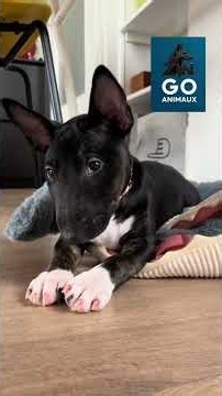 Est-ce que adopter un Bull Terrier est une bonne idée ? ￼#chien #bullterrier