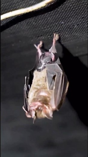 BAT GIVING BIRTH