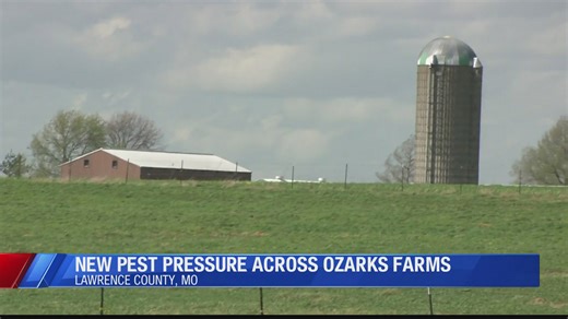 Surge in crop pests threatens Southwest Missouri farmers, experts warn