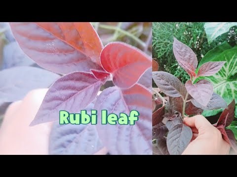 How to grow Alternathera plant( rubi leaf plant) || 🌱रूबी leaf🌱plant care