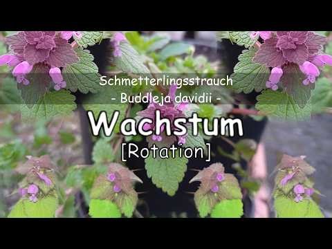 Schmetterlingsstrauch (Buddleja davidii)