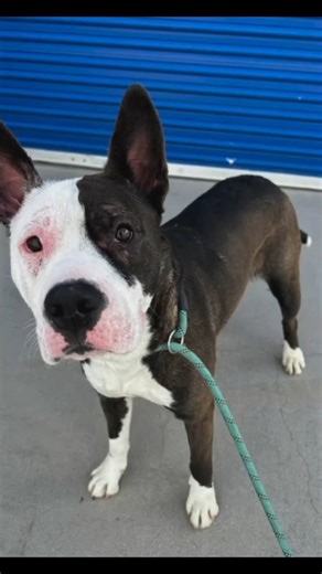 7.6K views · 232 reactions | ARMINA (1198730) arrived at the shelter...