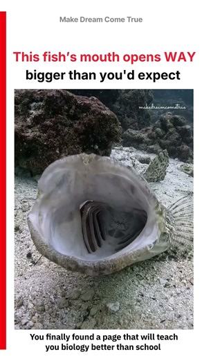 🐟 This fish’s mouth opens WAY bigger 😳 than you'd expect 🌊 | MDCT