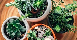 5 plantinhas pequenas e fofas