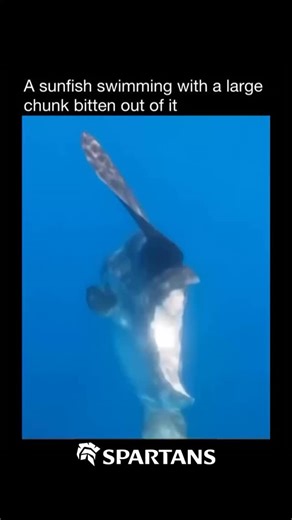 North Sea Videos on Instagram: "Meet the sunfish, one of the ocean’s strangest giants! Despite their odd, flattened shape, sunfish can grow over 10 feet long and weigh more than 2,000 pounds-making them the heaviest bony fish in the world. They spend their days basking near the surface, soaking up sunlight (hence the name), but can dive hundreds of meters deep to hunt for jellyfish, squid, and small fish. #NorthSea #OceanPower #NatureIsMetal #StormChasers #SeaLovers #ViralVideo #EpicNature #Nort