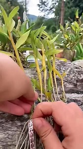 13K views · 136 reactions | Orchid Wood Mount | Natural Mounted...