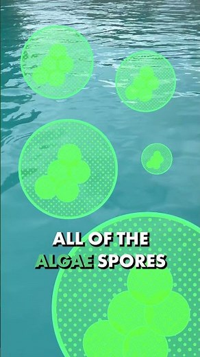 This ONE Thing Kills Pool Algae (and It's Not Algaecide)
