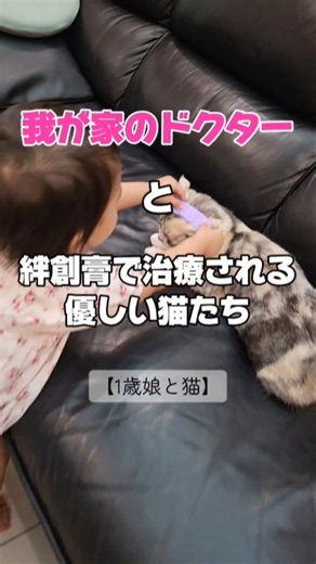【1歳児と猫】我が家のドクターと絆創膏で治療される優しすぎる猫たち😂 #ショート #1歳児 #猫