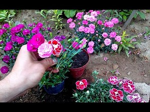 How To Grow and repot Carnations From Cuttings