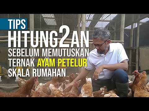 Calculating the Profit of Raising 100 Laying Hens at Home
