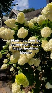 16 reactions | Think spring is the right time to plant? Think again. Cool temps, stronger root growth, and less stress on your plants make fall the smarter choice.   Learn why fall planting sets you up for bigger, brighter blooms next year. | Simply Trees | Facebook