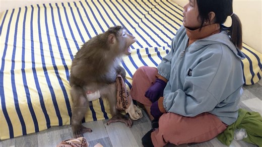 Jason Adamant Warn When Mom Meddle Help Wear New Shirt While Checking | Monkey Jason