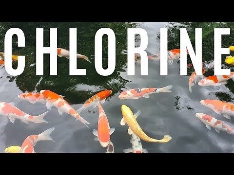 A Koi and pond fish keepers guide to Chlorine (Dazzle koi)