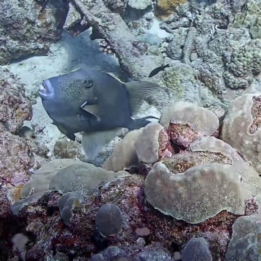 Finescale Triggerfish and Friends on a Hawaiian Reef | MEGA Lab Cam | Hawaii live stream