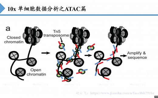 单细胞数据分析之ATAC篇