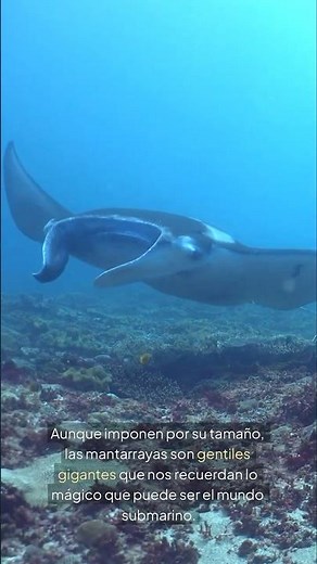 Las mantarrayas: las gigantes voladoras del océano 🌊🐋