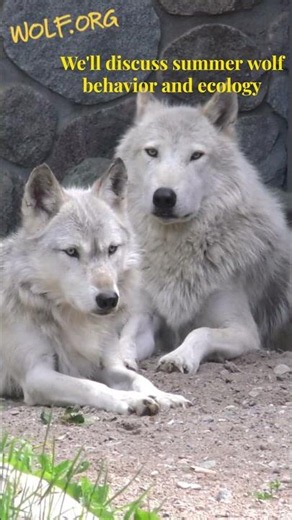 Summer wolf behavior and ecology webinar!
