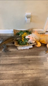 Sunday brunch at the lizard lounge #lizard #exoticpets #reptile #iguana #pet #reptiles #pets #animals #petlovers #explorepage #RocketTheIguana #petstagram #petsofinstagram | Rocket The Iggy