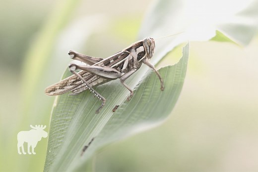 Do Grasshoppers Make Noise? — Forest Wildlife