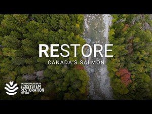 How Canada boosted its wild salmon numbers