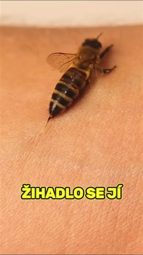 Proč Včely Po Bodnutí Umírají? #animalogic #honeybee #bee