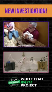 WCW just exposed how the Biden Admin canceled the plan to end animal testing at the EPA. It’s the largest resurgence of animal testing in U.S. government history. WATCH to get the facts! #StopTheMadness | White Coat Waste