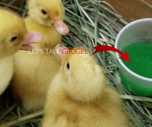 Here is some behind the scenes footage of a duckling order that is about to ship from our hatchery. As you can see, there is a cup of green jell in box. What is that? Let us explain: The green jelly-like substance is called Grogel. We put Grogel in each shipment to provide our chicks, ducklings and goslings nutrients to eat during transit. Grogel provides immediate nutrition and hydration to day-old hatchlings. It is formulated specifically for ducklings & chicks and it contains proteins, peptid