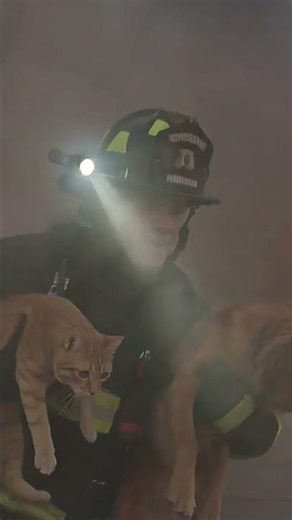Brave firefighters risk their lives to save dogs and cats from a fire.