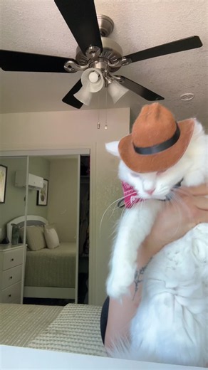 White Cat Moments: Cute Gato Clips Compilation