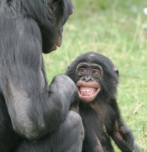 Bonobos Use the Power of Female Friendship to Overthrow Male Hierarchy