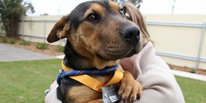 Stray dog who finished half marathon alongside human competitors has been awarded a finishers medal