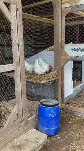 4.6K views · 25 reactions | These Chickens Are SO PRETTY! ✨ Meet some of the .. #Backyardchickens | Rita Duran | Facebook