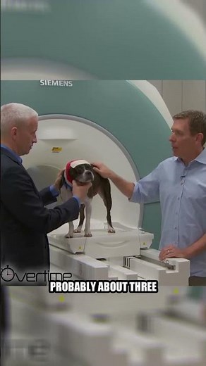 Inside the Mind of a Dog: The Groundbreaking Brain Scans Revealing Canine Thoughts