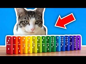 Cats Vs. Dominoes!